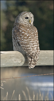 Barred Owl photo, in our Raptors of the West book.
