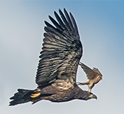 My favorite photo - a newly fledged Bald Eagle has a feisty American Kestrel take a ride for a second, taken at the river behind the house.