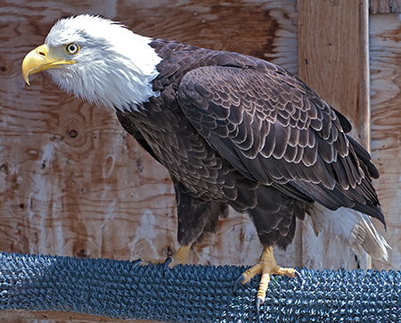 Sonny, the Bald Eagle