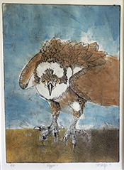 Honor of a lifetime, monoprint of Flipper the Osprey makes Leigh Yawkey Woodson Birds In Art, zinc plate etching  1993